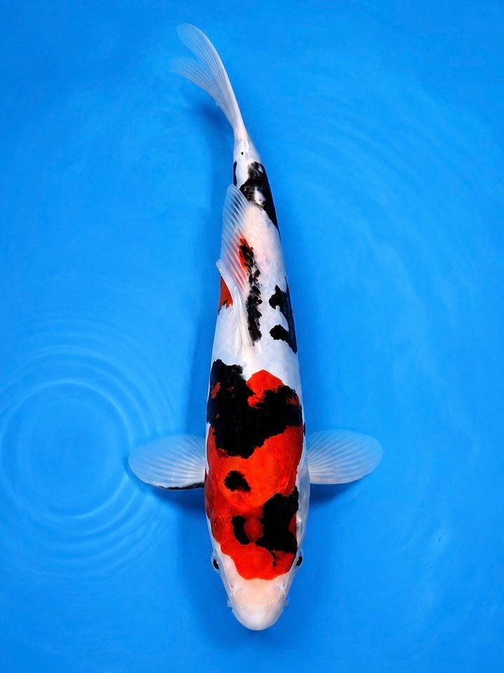HQ Doitsu Showa | Conias Tateshita Tosai | 25-30 cm, Karper of Koi