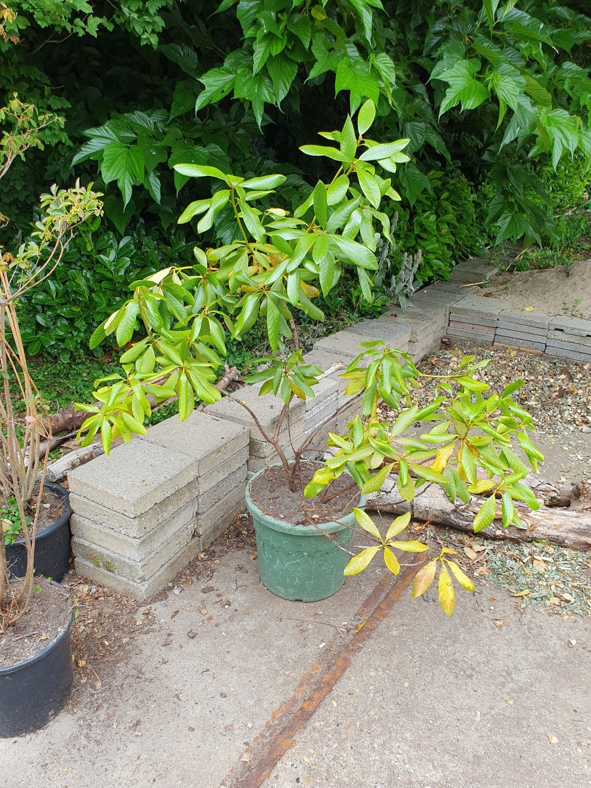 Rhododendron, Ophalen, Rhododendron, Struik, Minder dan 100 cm