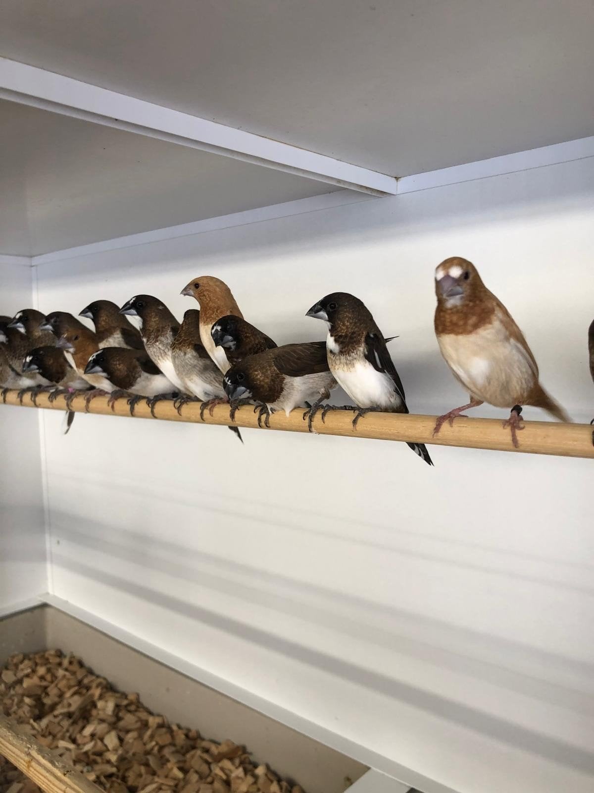 div Japanse meertjes, Dieren en Toebehoren, Meerdere dieren