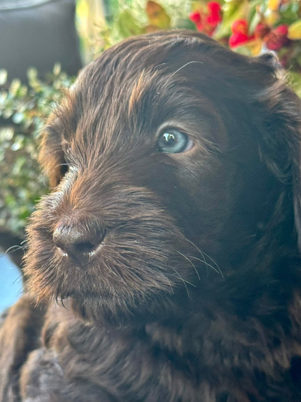 Australian Labradoodle pups bruin/ bruin parti!, CDV (hondenziekte), 8 tot 15 weken, Meerdere, Nederland