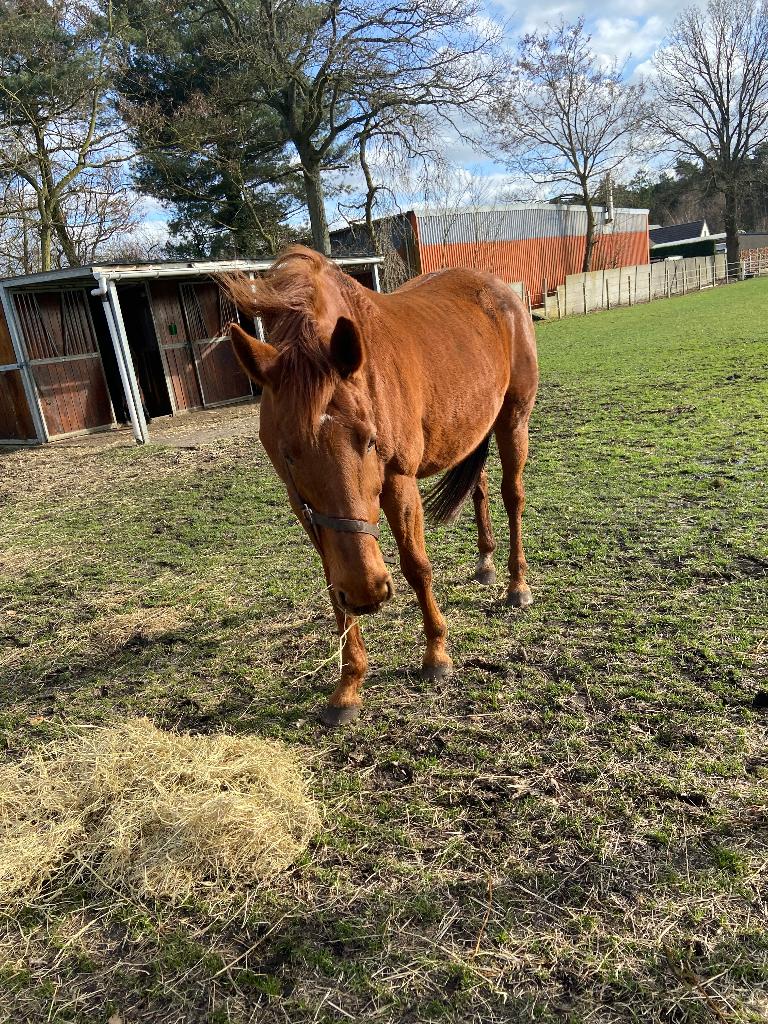 paard, Dieren en Toebehoren, Paarden, Merrie, Dressuurpaard, 160 tot 165 cm, 11 jaar of ouder