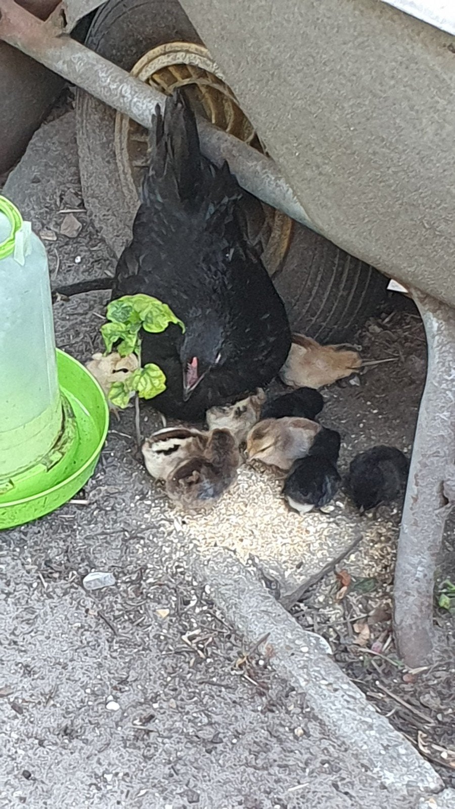 Hollandse Krielkip, zwarte hen. + 2 kuikens Patrijskleur, Vrouwelijk, Kip