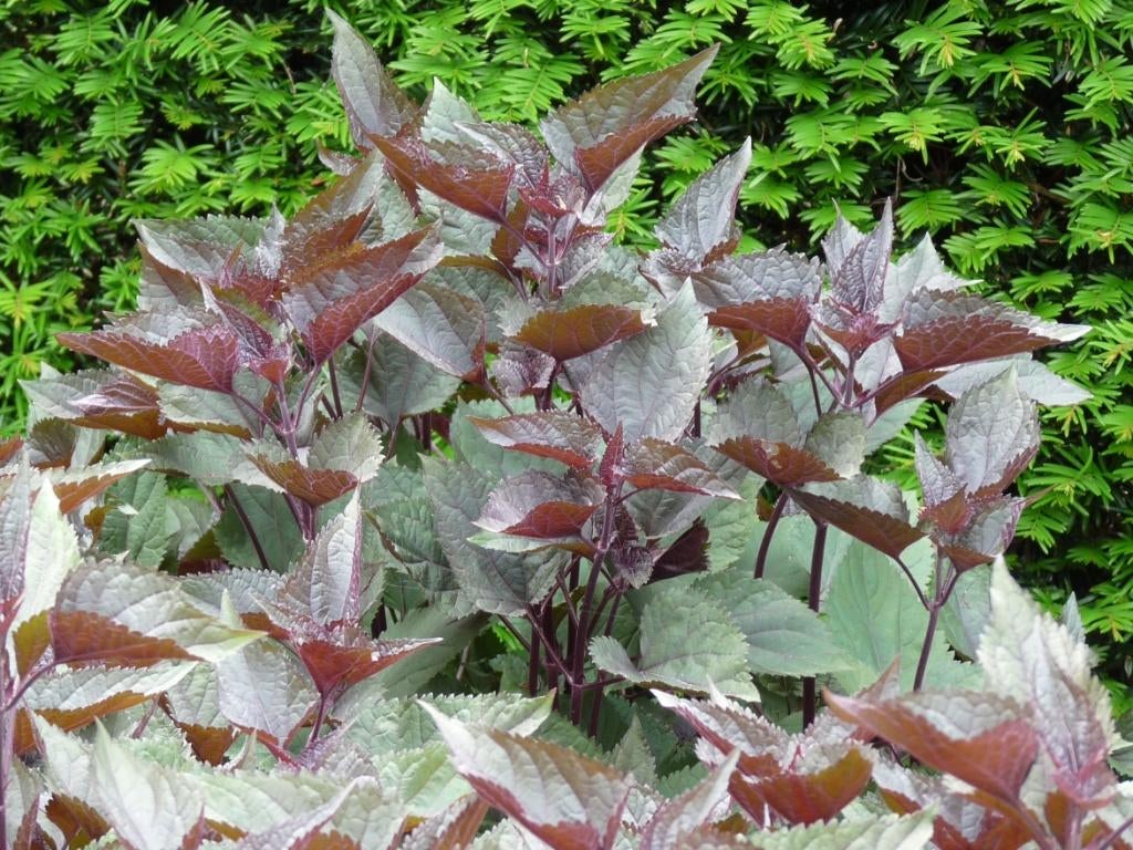 Vaste planten: eupatorium rugosum chocolate, leverkruid, p9, Vaste plant, Halfschaduw, Herfst, Ophalen