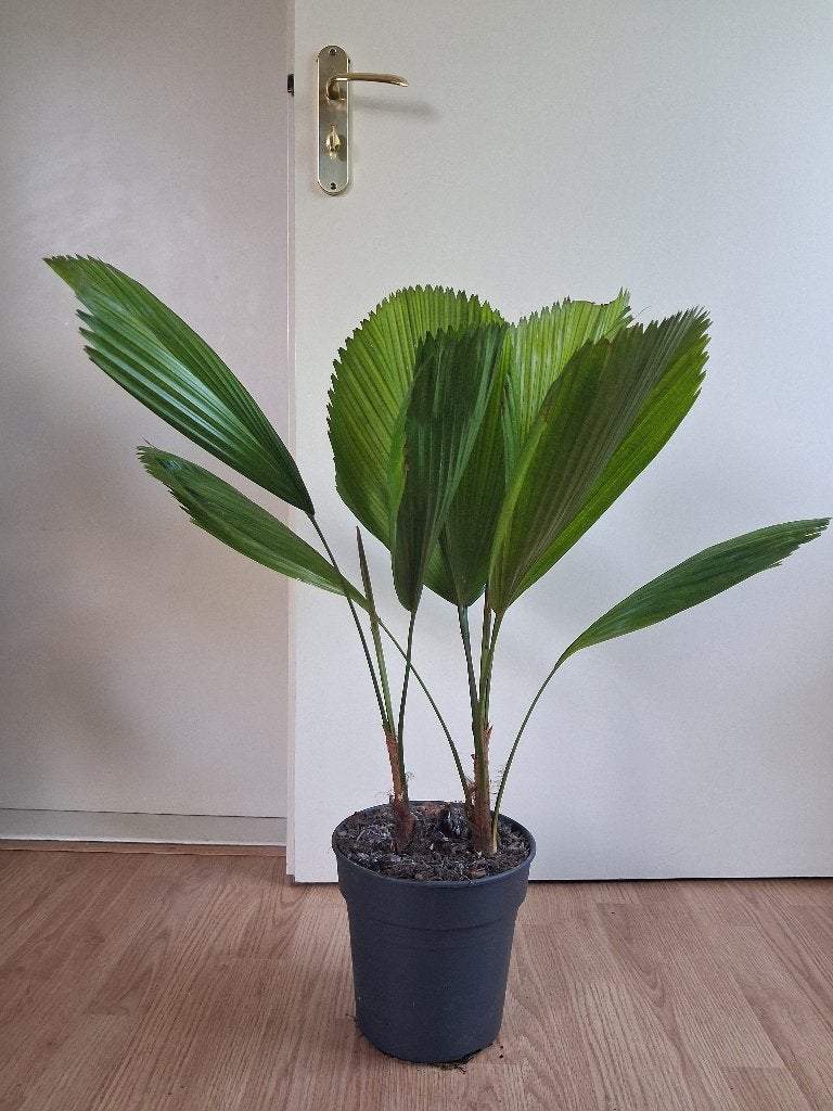 Licuala Grandis- Vanuatu -/ Gegolfde Waaierpalm / Palas-Palm, Ophalen, Palm, Halfschaduw, Minder dan 100 cm