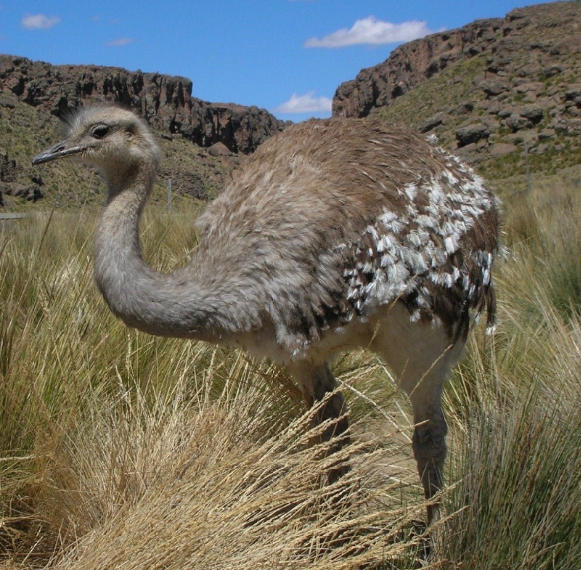 Gezocht Darwin’s nandoe (dus niet de gewone), Dieren en Toebehoren, Meerdere dieren, Overige soorten