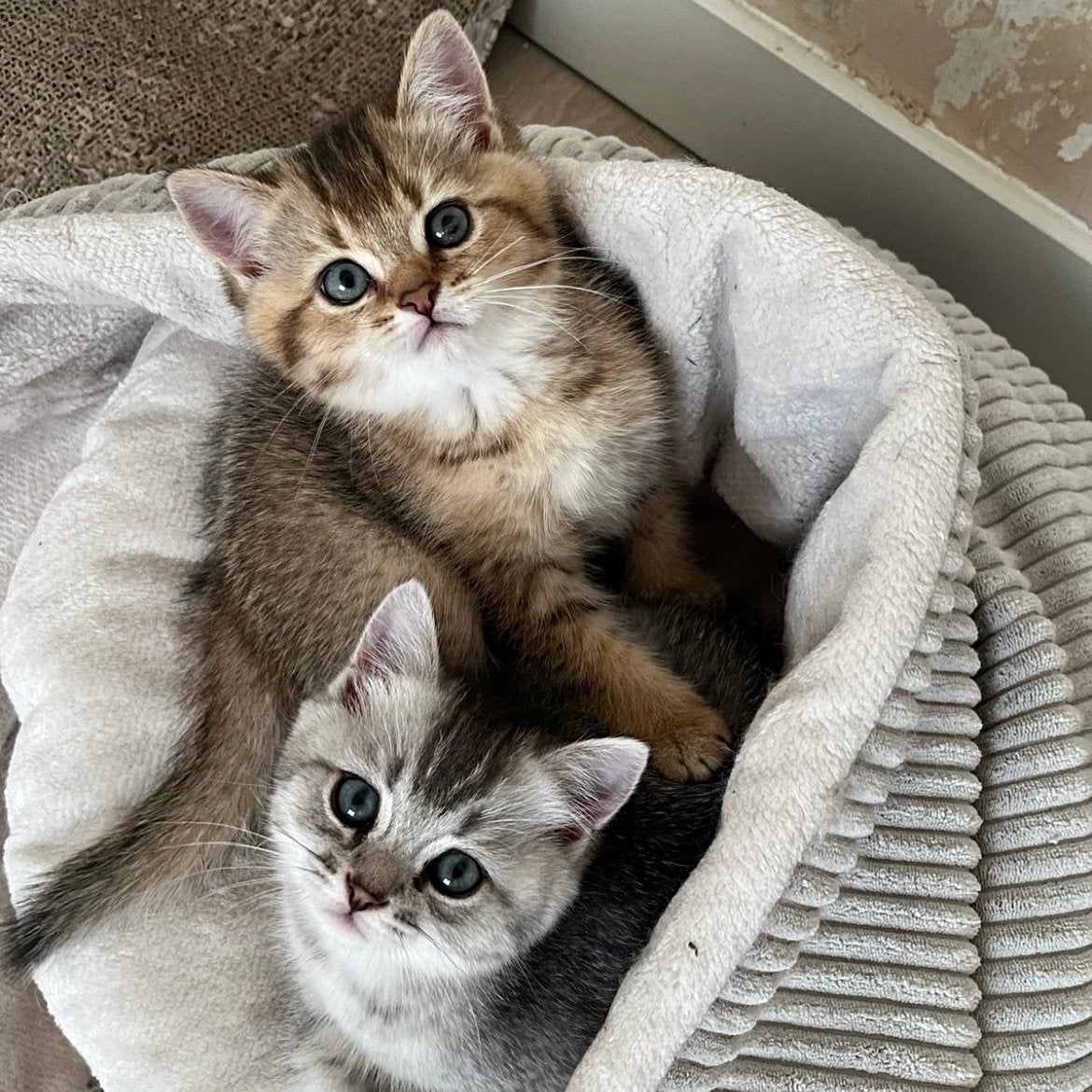 Prachtige Britse korthaar kittens met stamboom en ingeënt, Dieren en Toebehoren, Meerdere dieren, Met stamboom, 0 tot 2 jaar