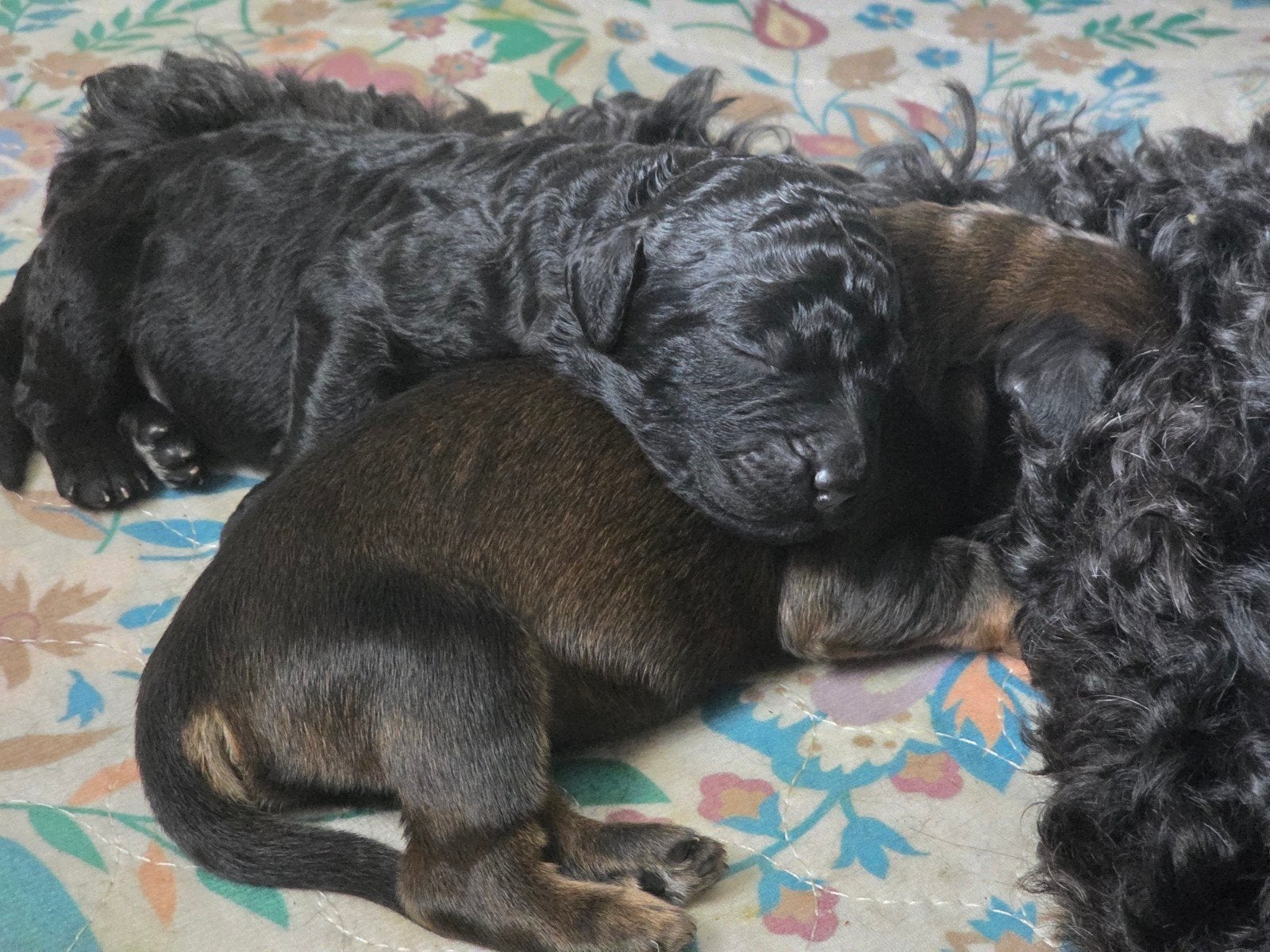 Labradoodle pups, 8 tot 15 weken, Parvo, Meerdere, Meerdere dieren