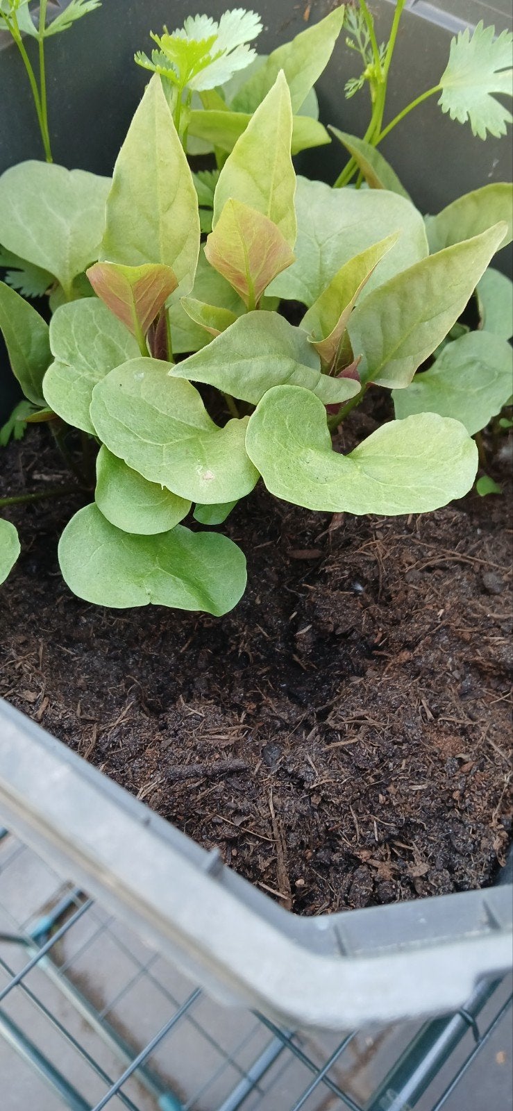 Pompoen stekjes te koop - Vers en klaar om te planten, Ophalen of Verzenden, Eenjarig, Groenteplanten, Volle zon