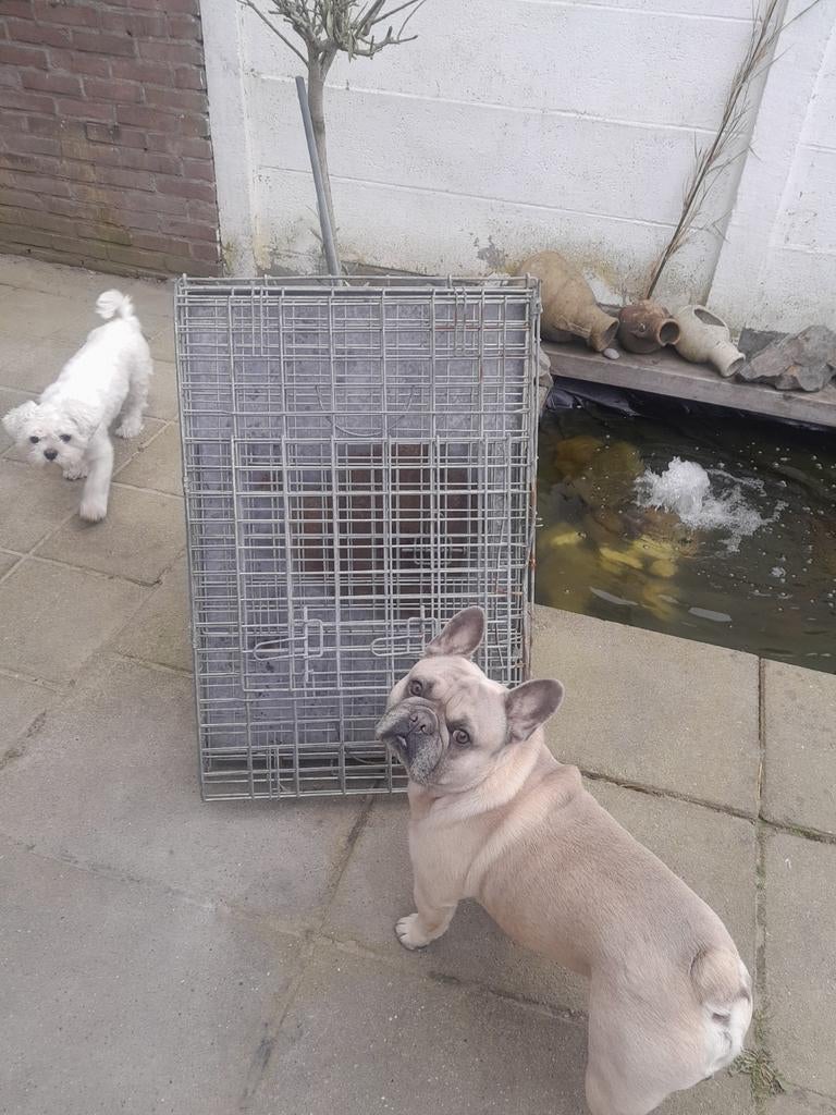 Ijjzeren honden bench, Ophalen