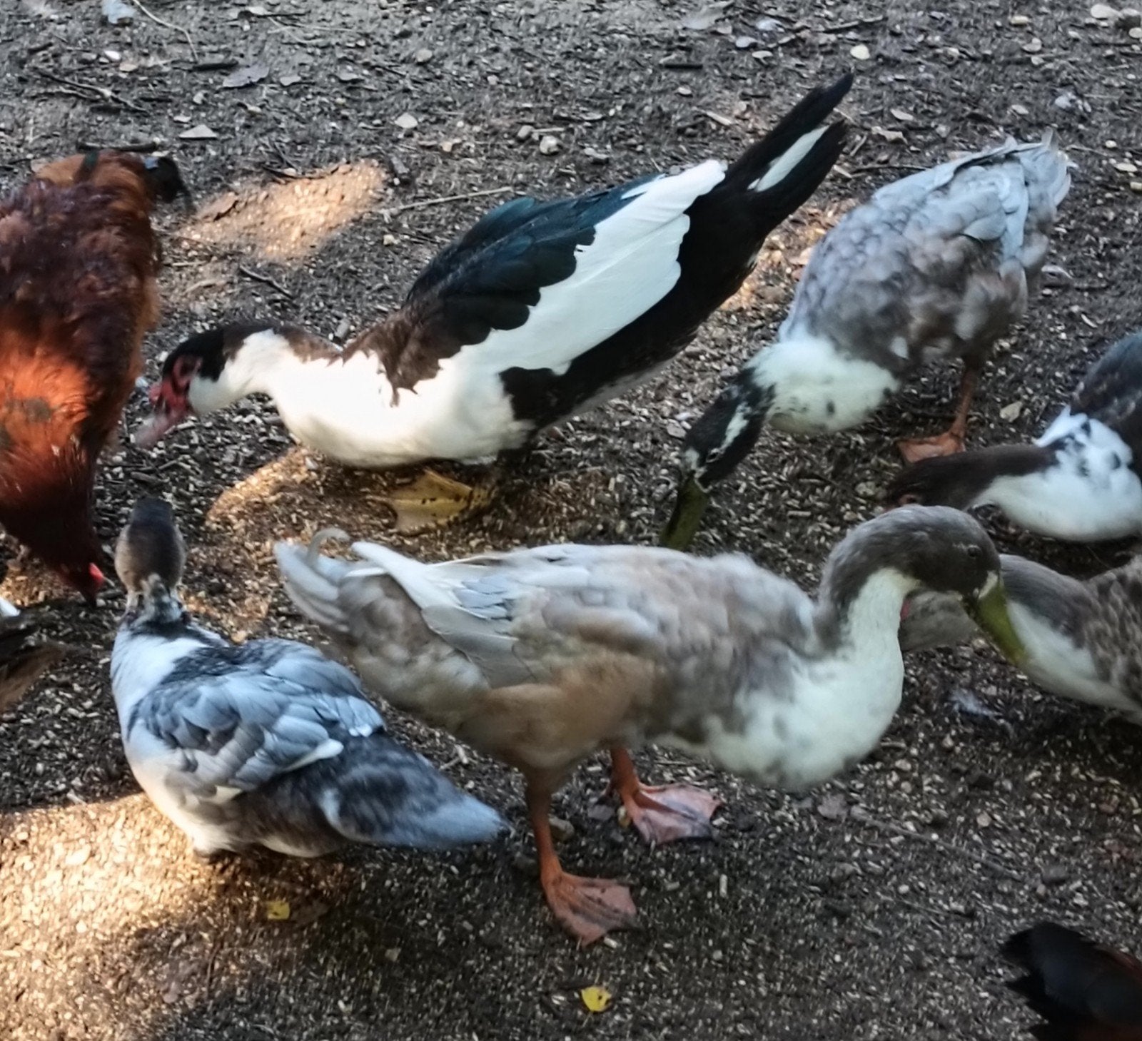 muskus eenden, Dieren en Toebehoren, Pluimvee, Meerdere dieren, Eend