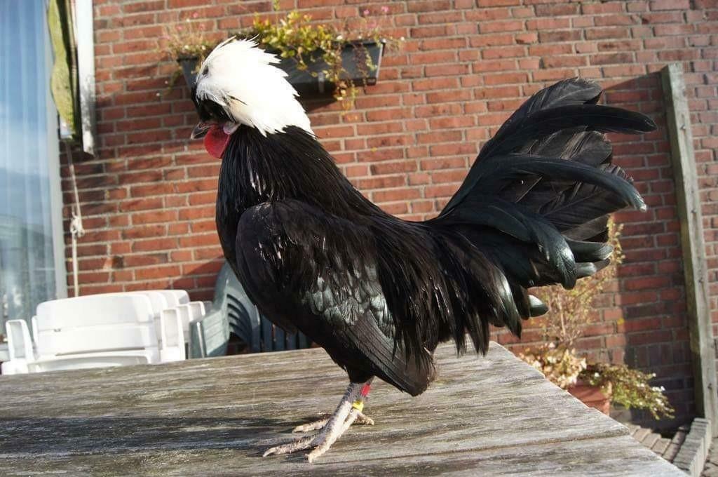 Broedeieren Hollandse Kuifhoenkriel, Kip