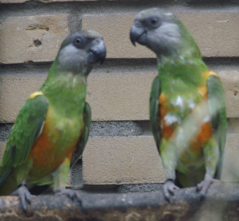 div .papegaaien, Dieren en Toebehoren, Vogels | Parkieten en Papegaaien, Meerdere dieren, Papegaai, Geringd