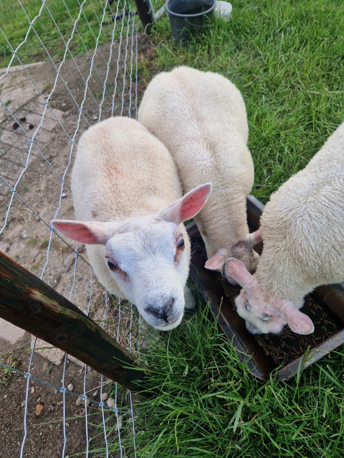 Lammeren, Dieren en Toebehoren, Schapen, Geiten en Varkens, Meerdere dieren, Schaap, 0 tot 2 jaar
