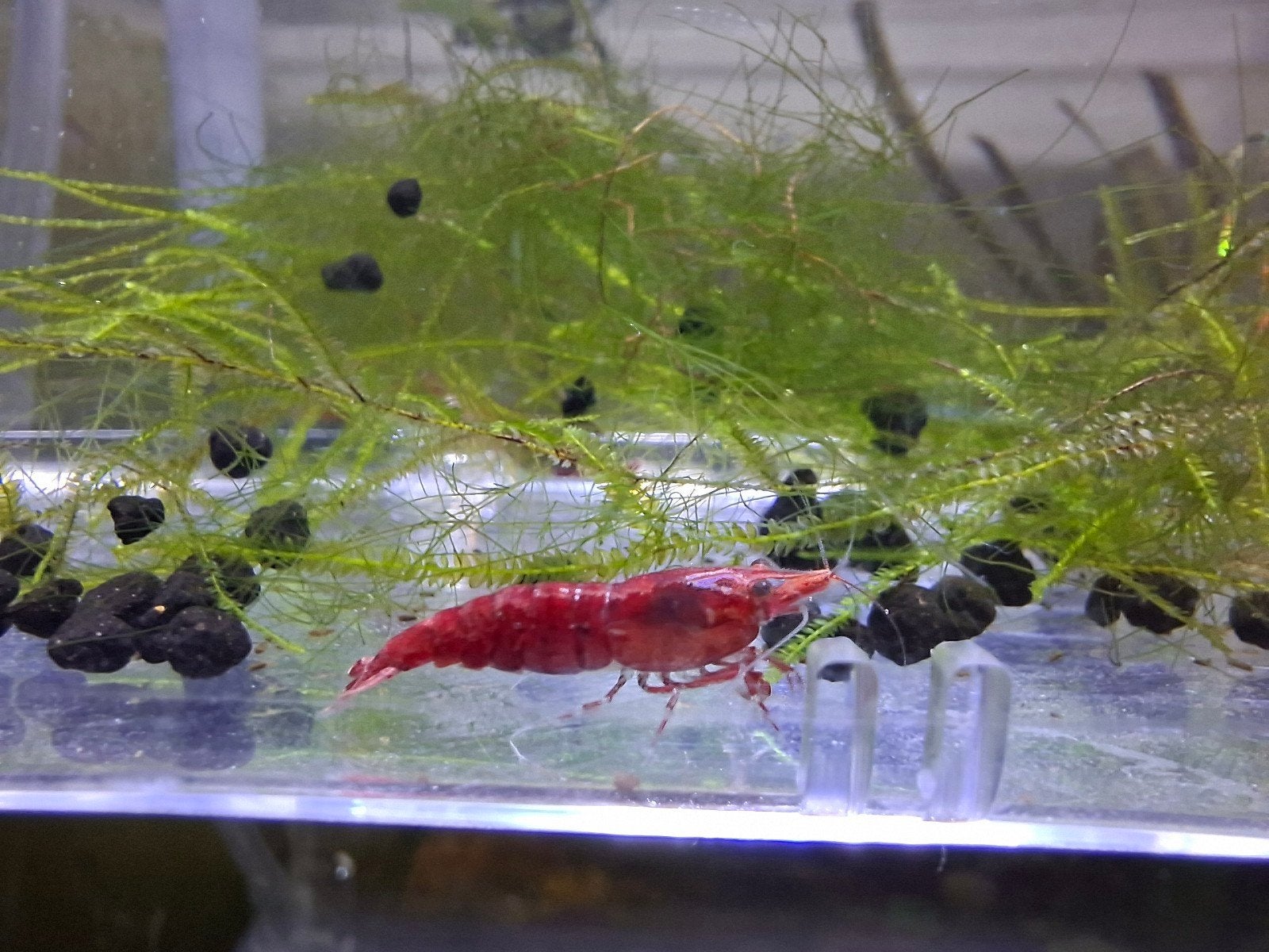 Vuurganalen / Cherry Red shrimp (Neocaridini davidi), Dieren en Toebehoren, Vissen | Aquariumvissen, Kreeft, Krab of Garnaal