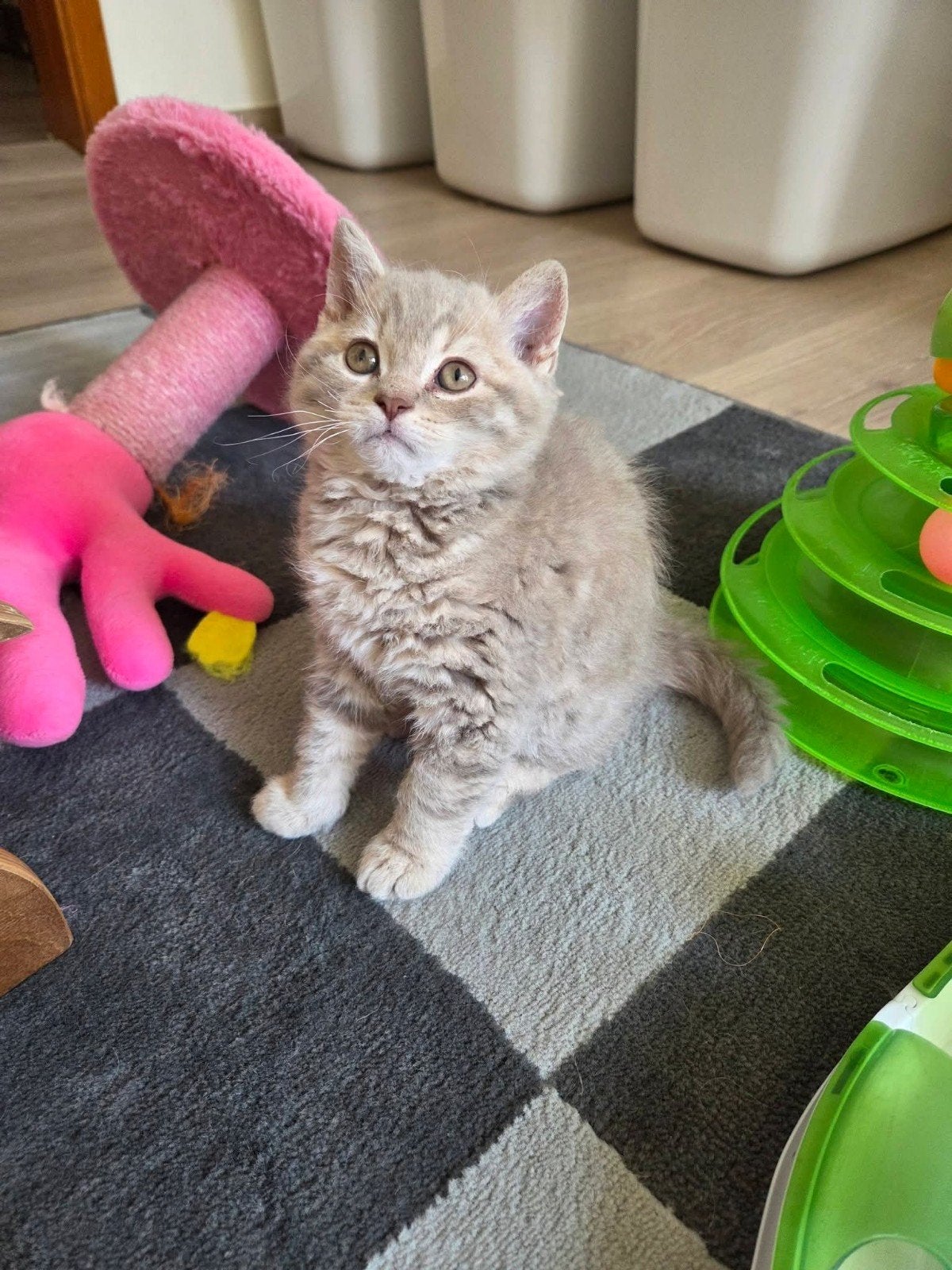 Selkirk rex en straight kittens, Meerdere dieren, Met stamboom, 0 tot 2 jaar