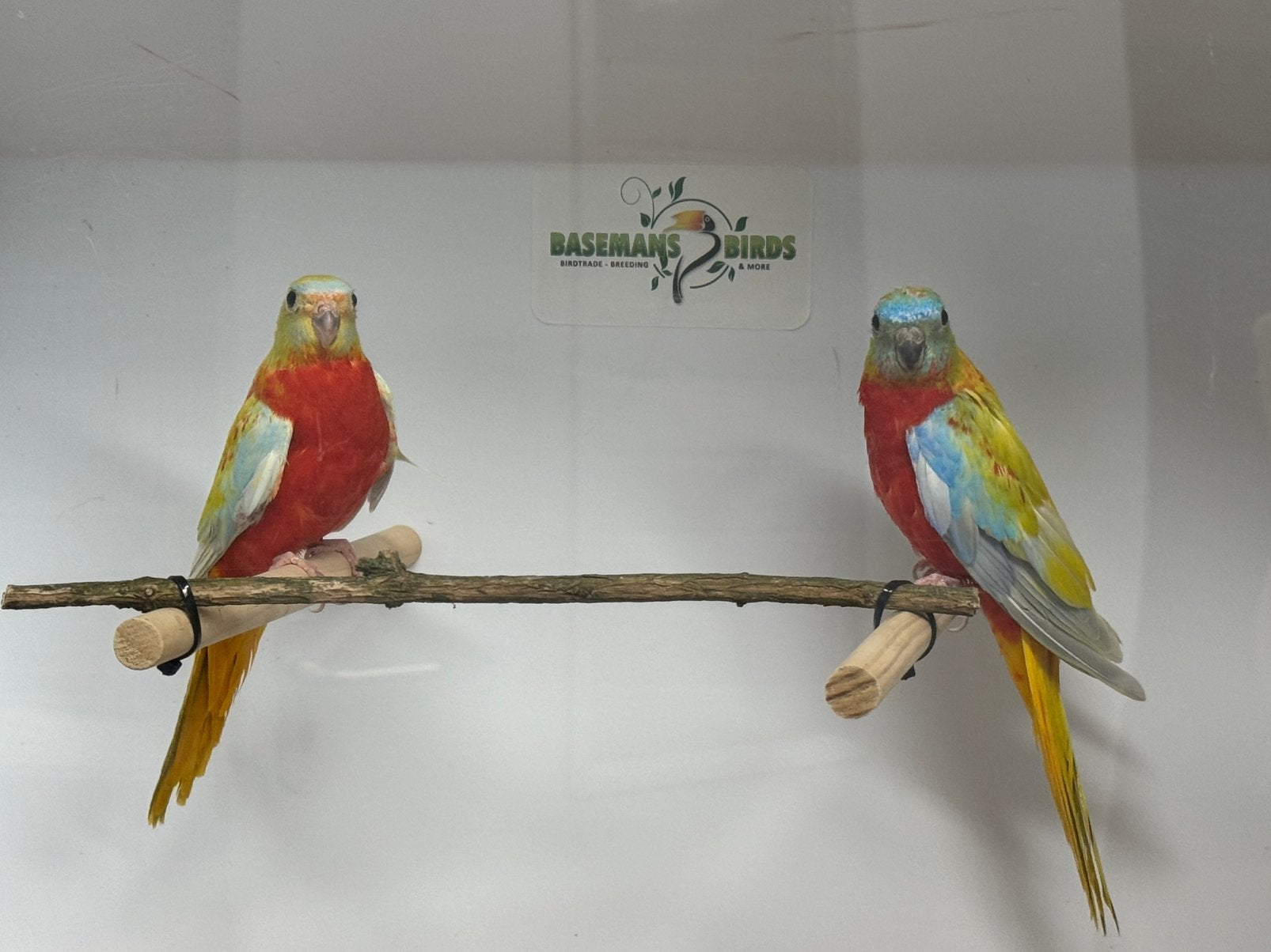Dilute roodbuik opaline turquoisine parkiet, Meerdere dieren, Parkiet, Geringd