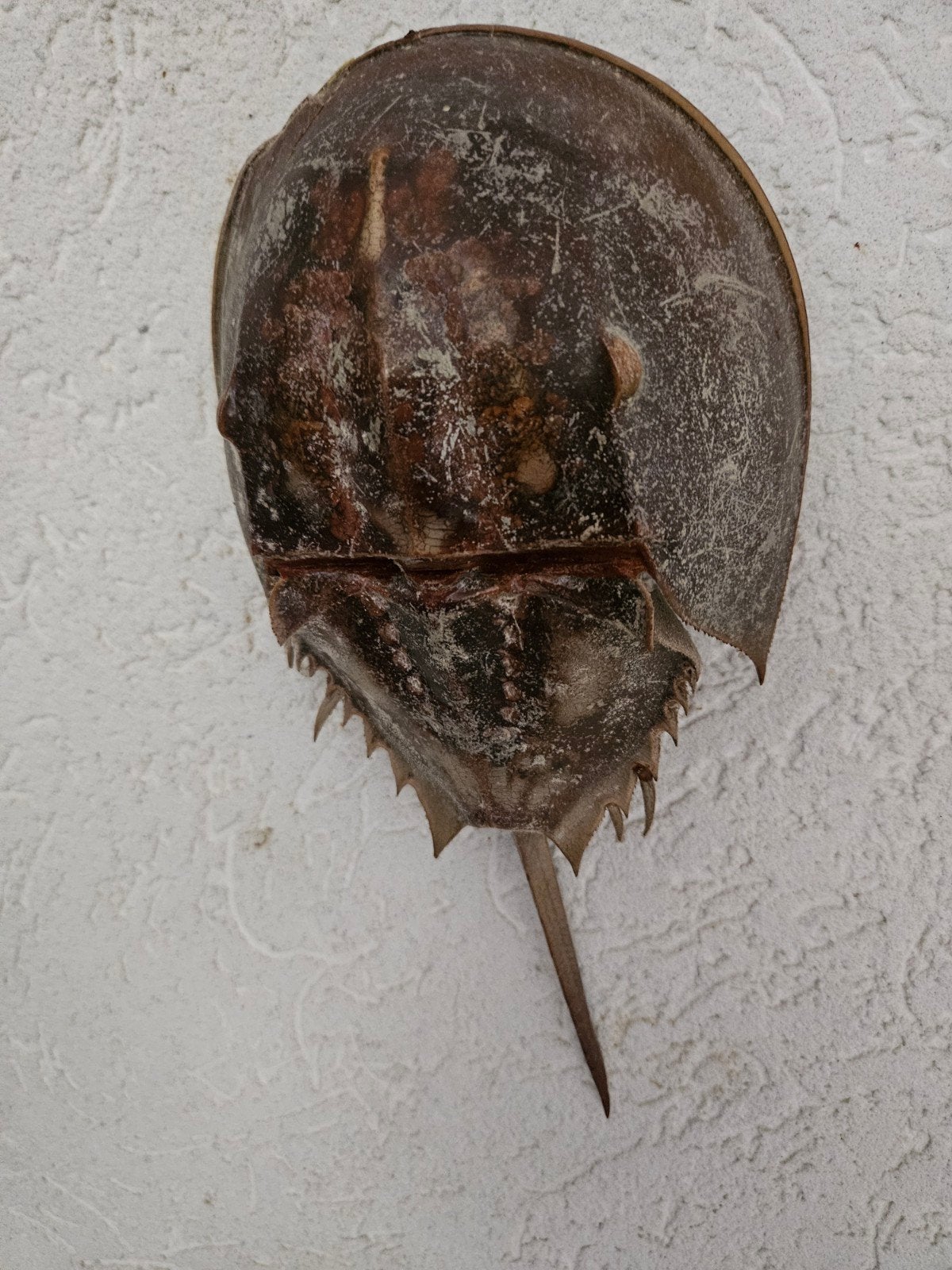 Prachtige Gedroogde Degenkrab (Taxidermie / Curiosa) – 31 cm, Ophalen of Verzenden, Gebruikt, Overige soorten, Opgezet dier