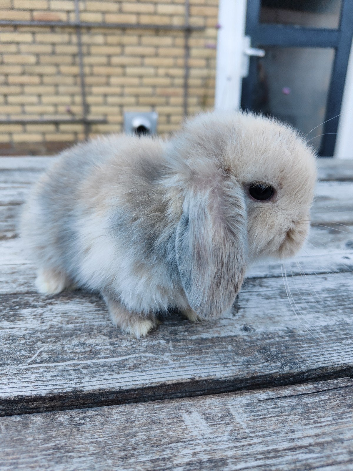 4 minilop konijntjes, Dieren en Toebehoren, Meerdere dieren, Klein, Hangoor, 0 tot 2 jaar