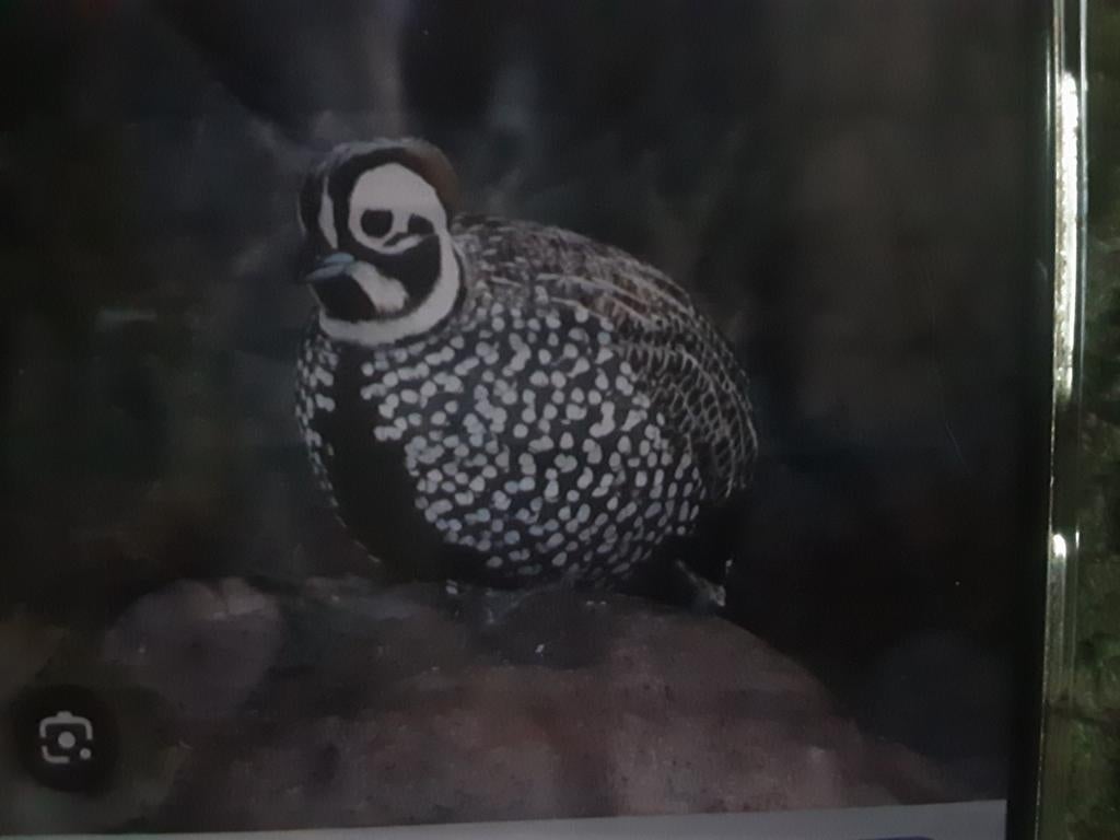 Koppel montezuma kwartel van 2025, Meerdere dieren