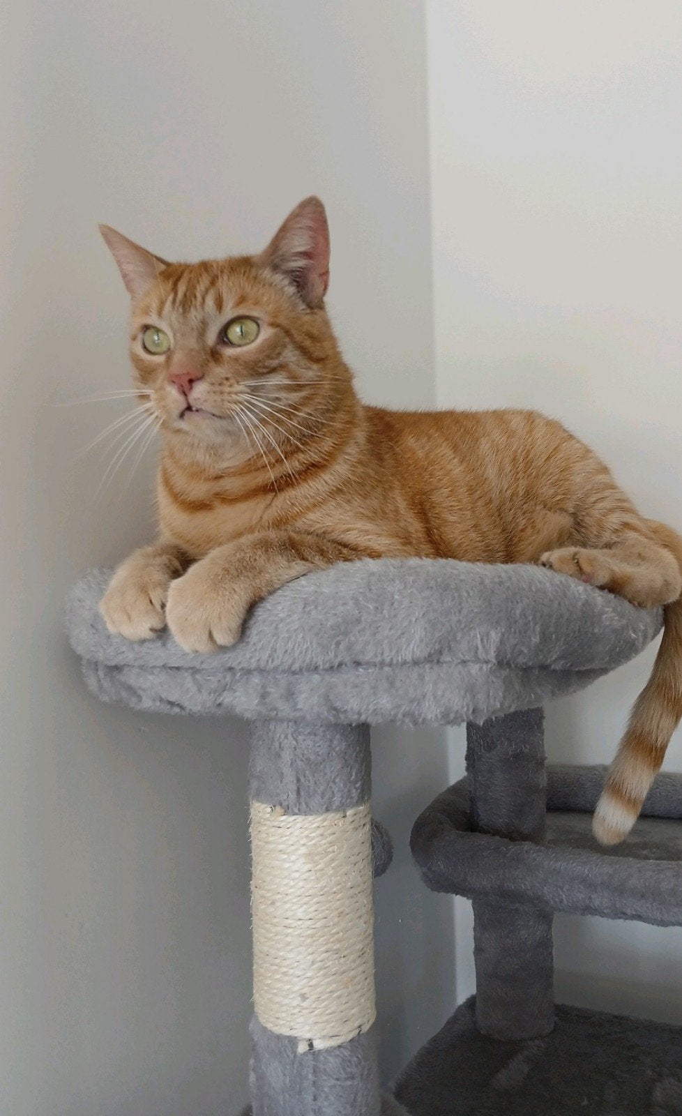 Simba zoekt een nieuw thuis, Dieren en Toebehoren, Kater, Kortharig, 6 jaar of ouder