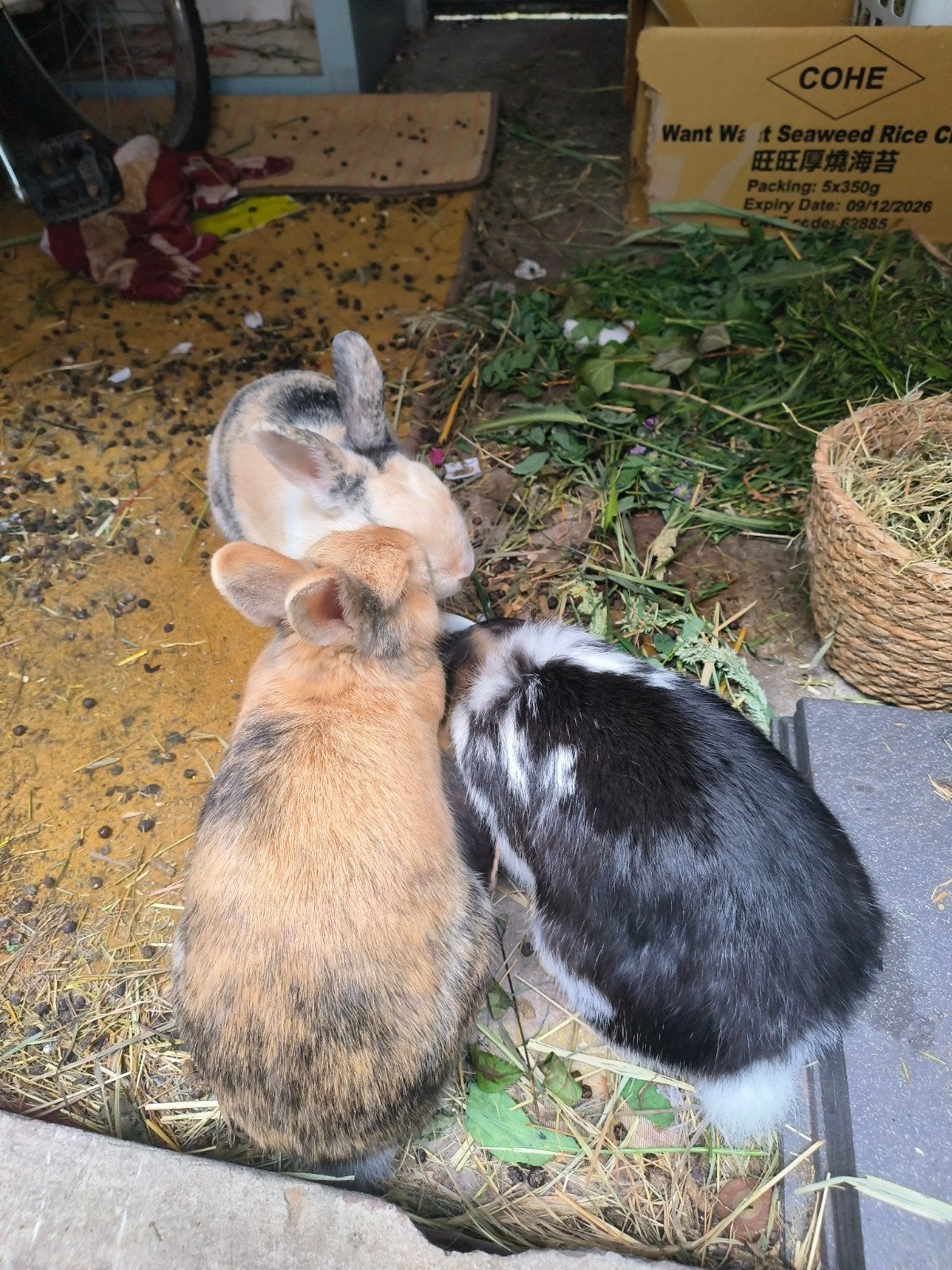 Konijn alleen een bruine gratis, Dieren en Toebehoren, Meerdere dieren
