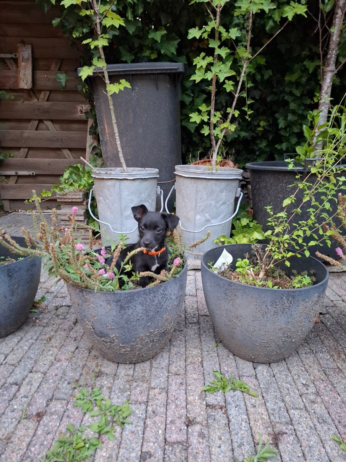 Jack russel X Markiesje pups, 8 tot 15 weken, Teef, Meerdere, Klein