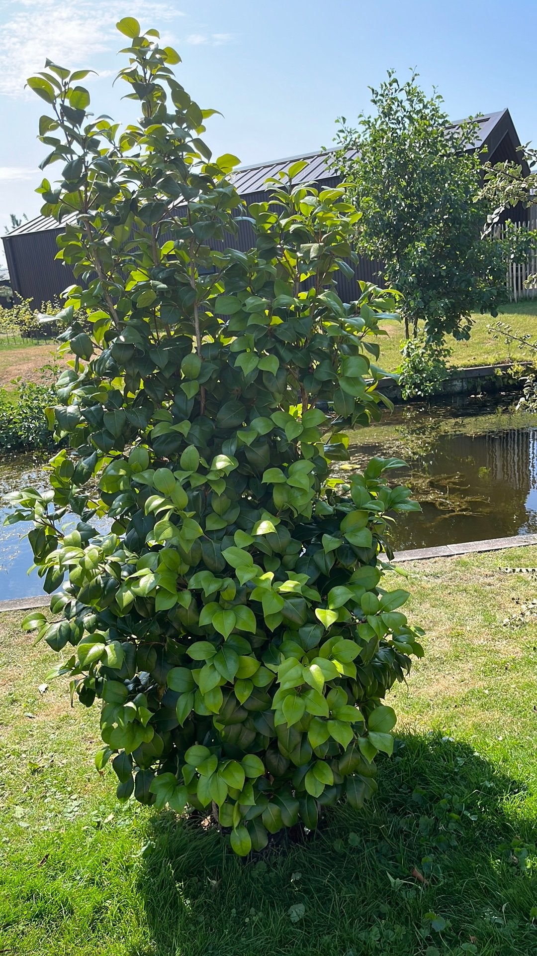 Gezonde Camelia plant., Ophalen, Halfschaduw, Overige soorten, Lente