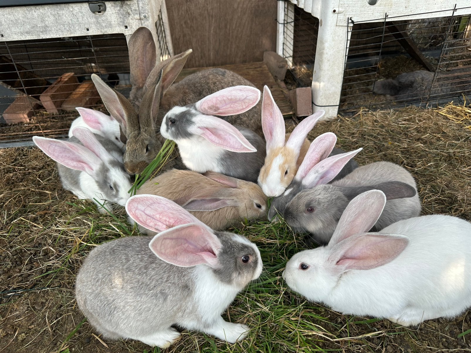 Duitse Reus Konijnen, Dieren en Toebehoren, Meerdere dieren, Groot