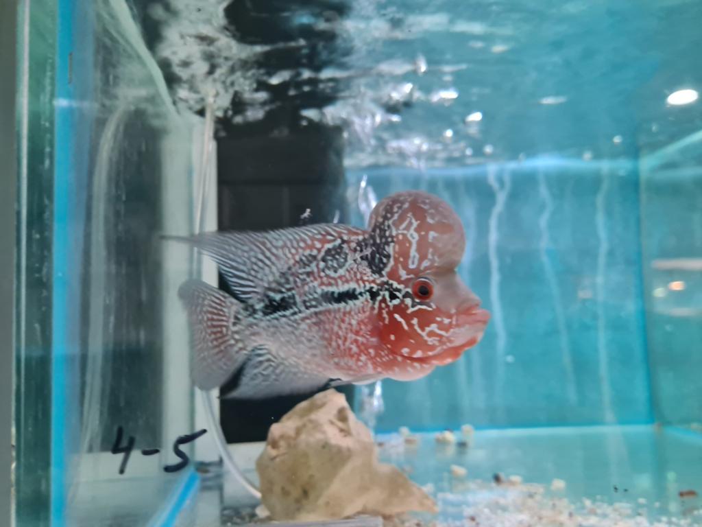 Flowerhorn Red Pearl Cichlide, Dieren en Toebehoren, Vis, Zoetwatervis