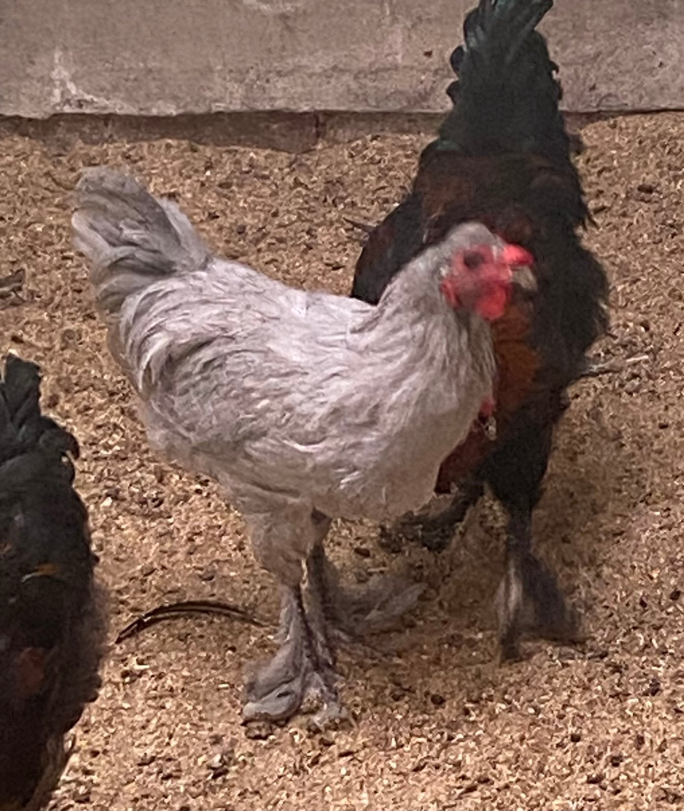 Haan kleurlegger., Dieren en Toebehoren, Mannelijk, Kip