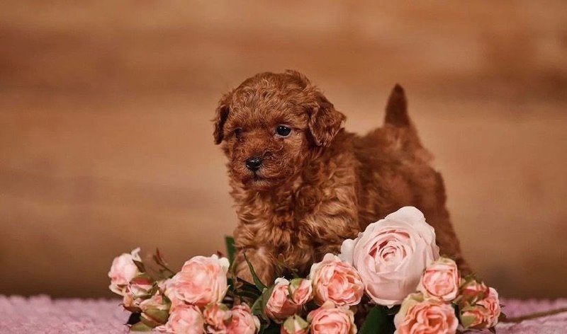 Prachtige Maltipoo puppy's op zoek naar een liefdevol gezin, 8 tot 15 weken, Meerdere, Meerdere dieren, Klein