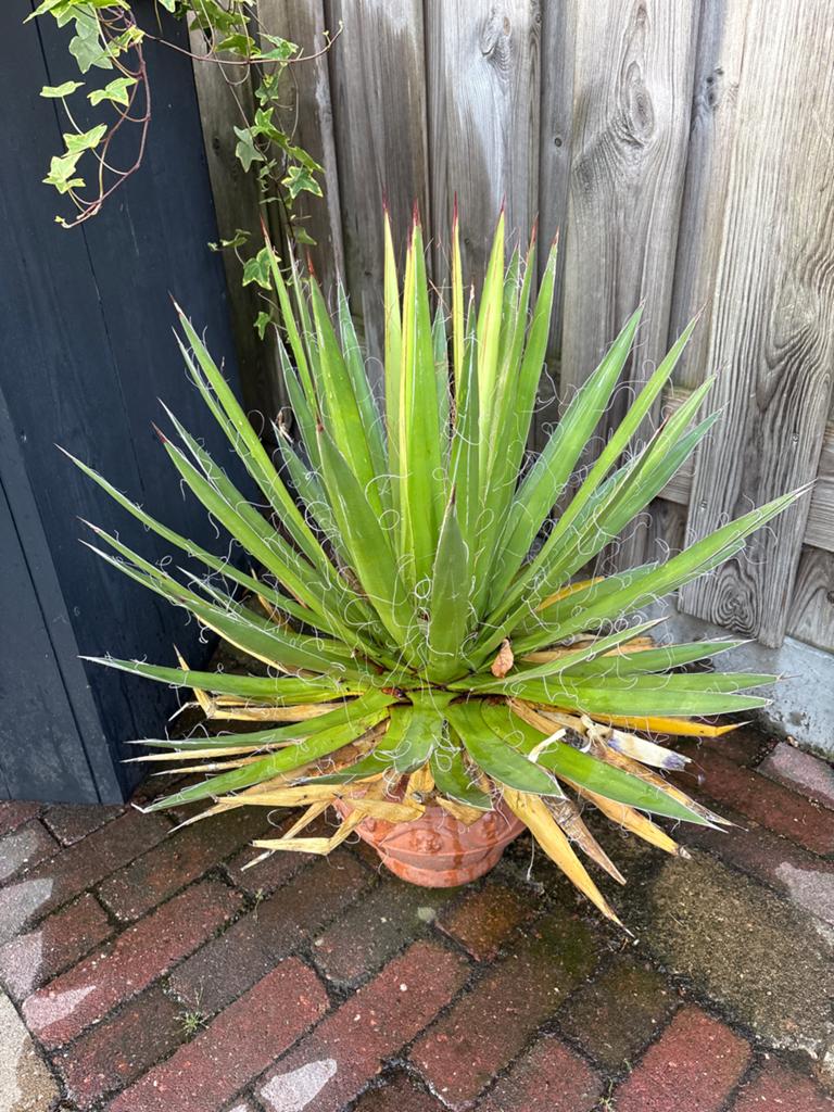 Agave plant in terracotta pot, Tuin en Terras, Planten | Tuinplanten, Volle zon, Vaste plant, Bloeit niet, Ophalen