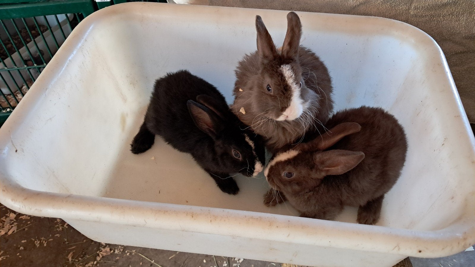 Baby konijntjes geboren 19 juni, Meerdere dieren, Klein, 0 tot 2 jaar