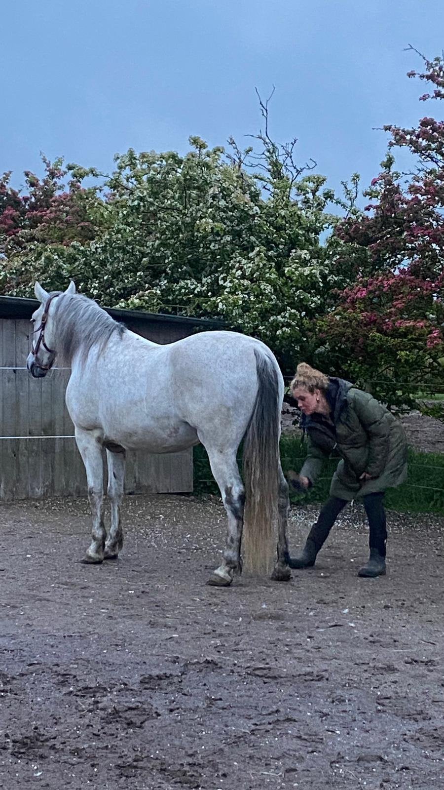 Prachtige barokke PRE-ruin met ANCCE-papieren | 9 jaar, Ruin, Met stamboom, 7 tot 10 jaar, 160 tot 165 cm