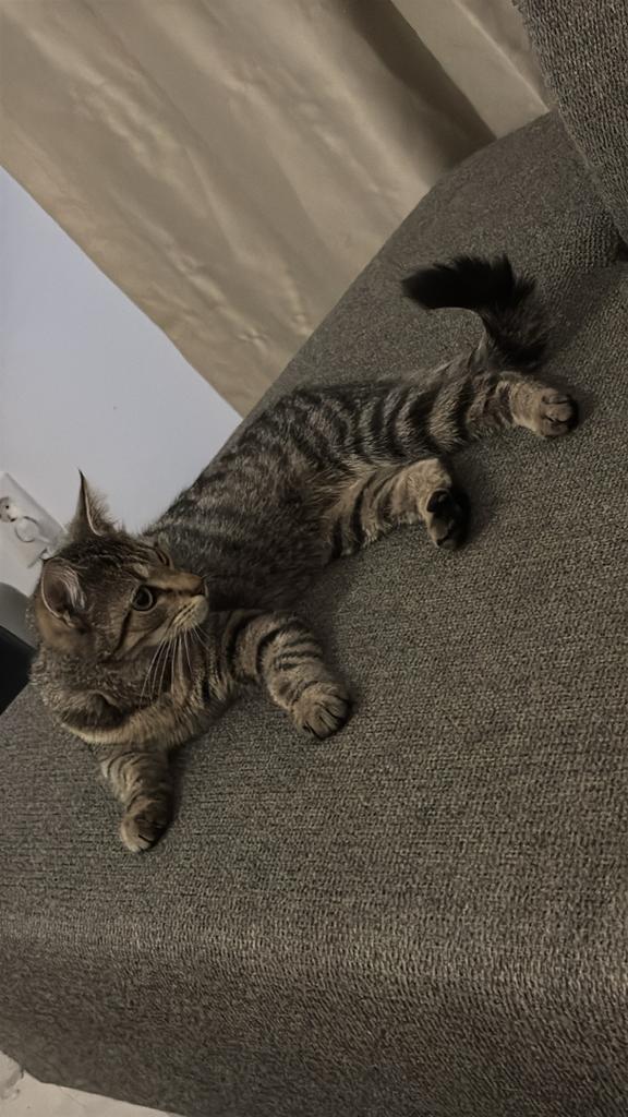Turkse ras Tekir. Zijn naam is Boncuk., Kater