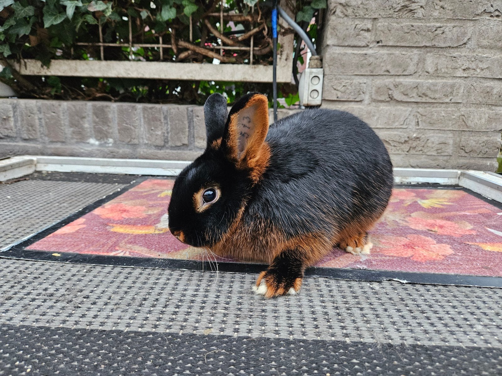 Raszuivere black tan ram te koop, Dieren en Toebehoren, Konijnen, Middelgroot, Mannelijk, 0 tot 2 jaar