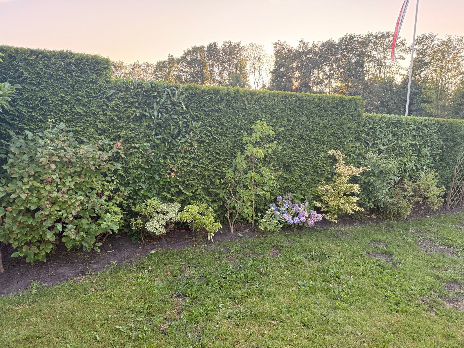 Gratis af te halen: Diverse tuinplanten wegens verandering t, Tuin en Terras, Planten | Tuinplanten, Vaste plant, Halfschaduw