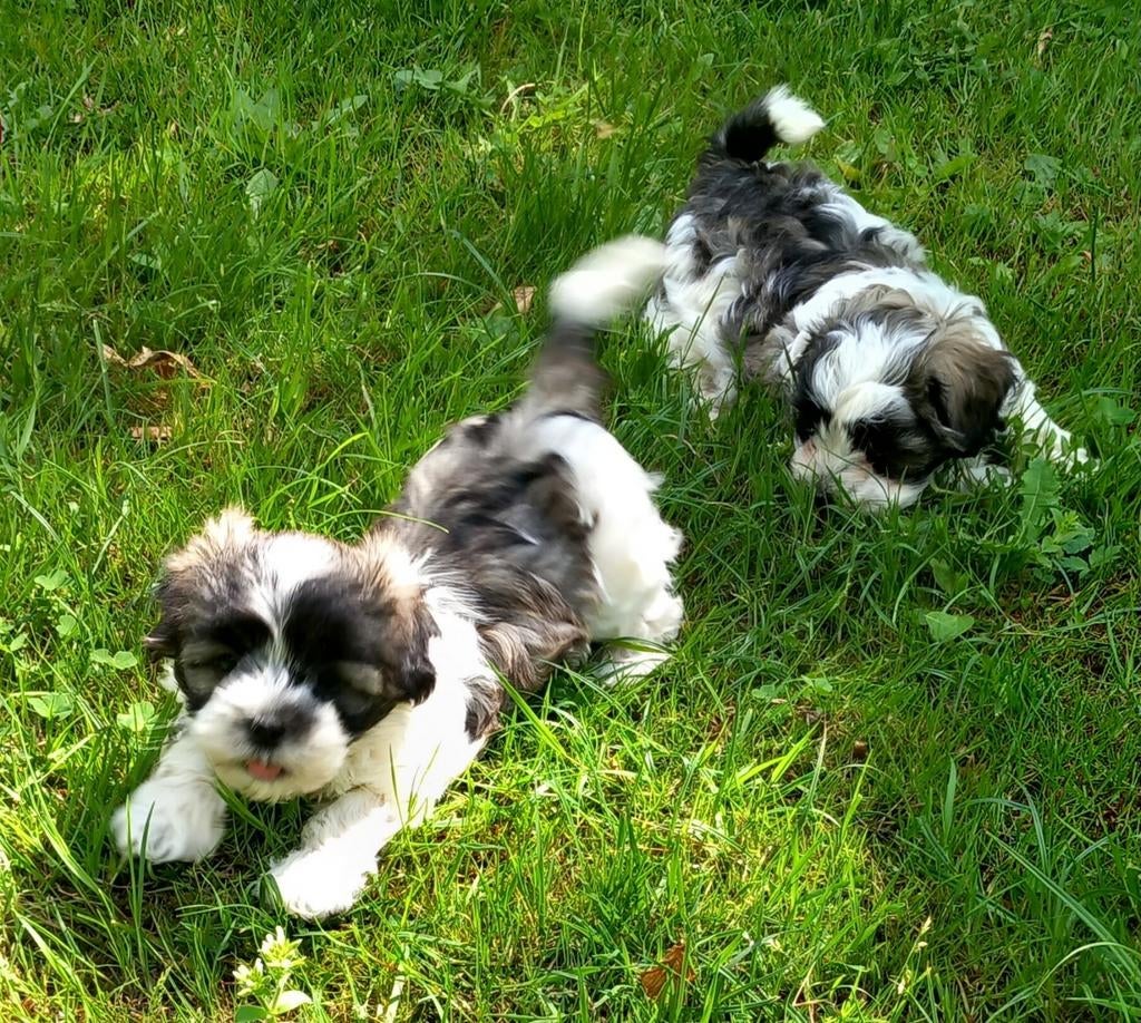 Speelse boomer pups reutjes, Dieren en Toebehoren, Honden | Niet-rashonden, Parvo, Reu, 8 tot 15 weken, Meerdere