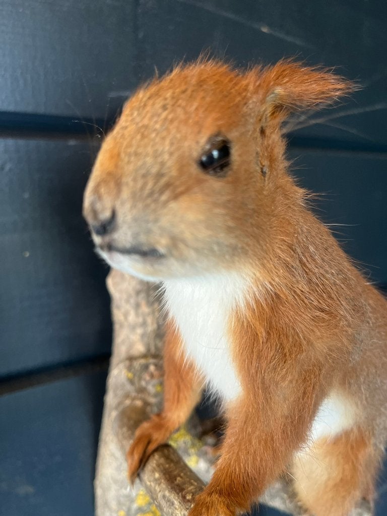 Opgezette eekhoorn op boomstam - wanddecoratie, Ophalen of Verzenden, Nieuw, Wild dier, Opgezet dier