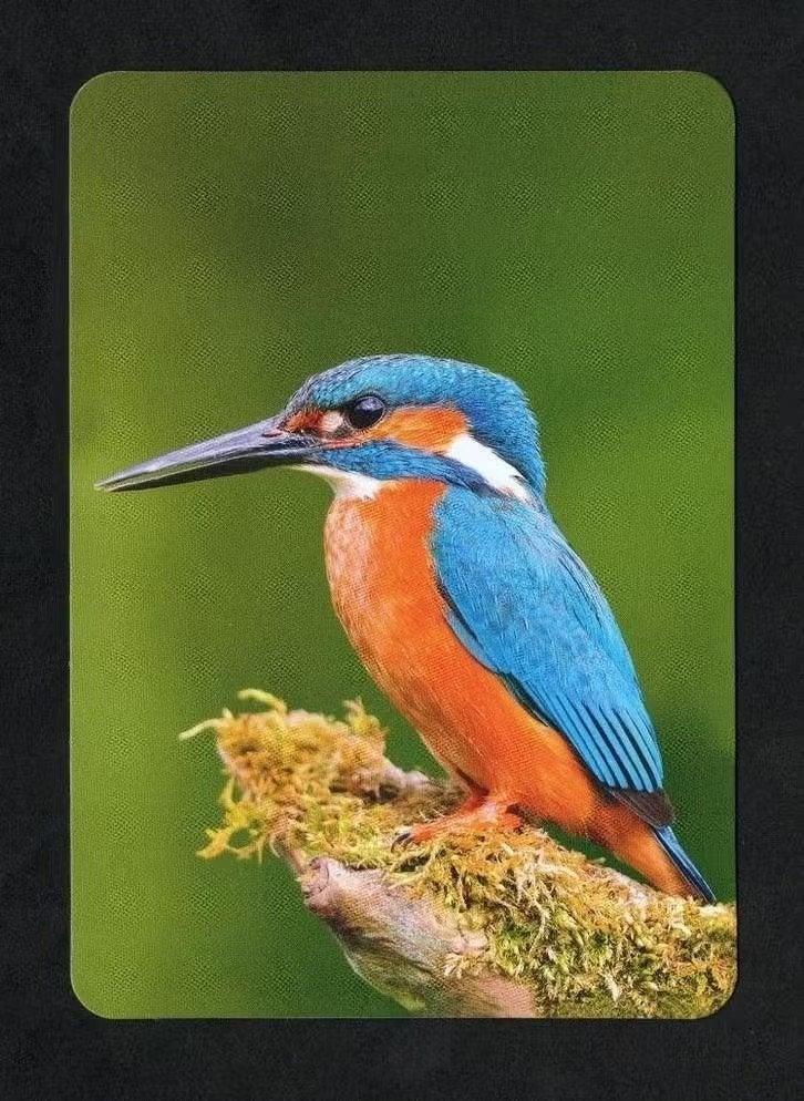 IJsvogel op Tak Alcedo Atthis., Ophalen of Verzenden, 1980 tot heden, Ongelopen, Vogel
