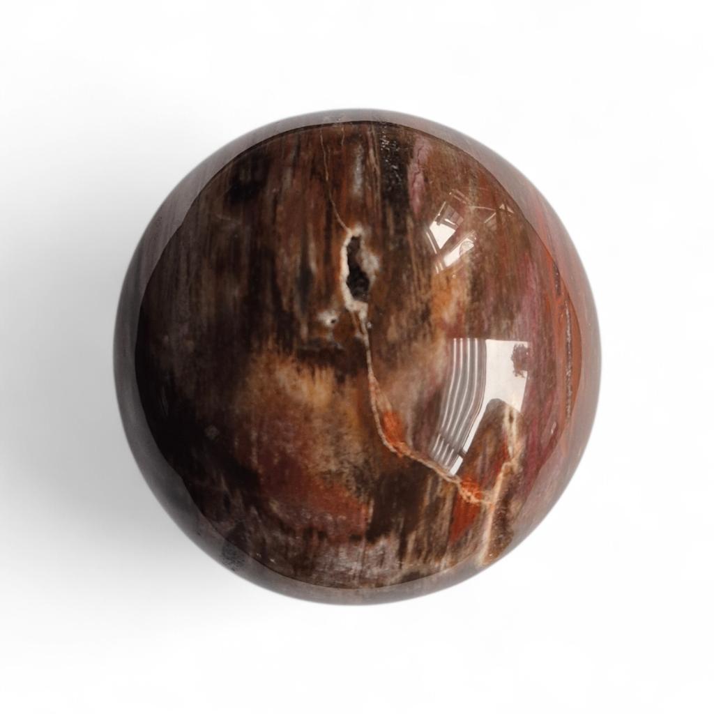 Bol versteend hout Circa 20 miljoen jaar  Diameter: 72 mm, Ophalen of Verzenden, Fossiel