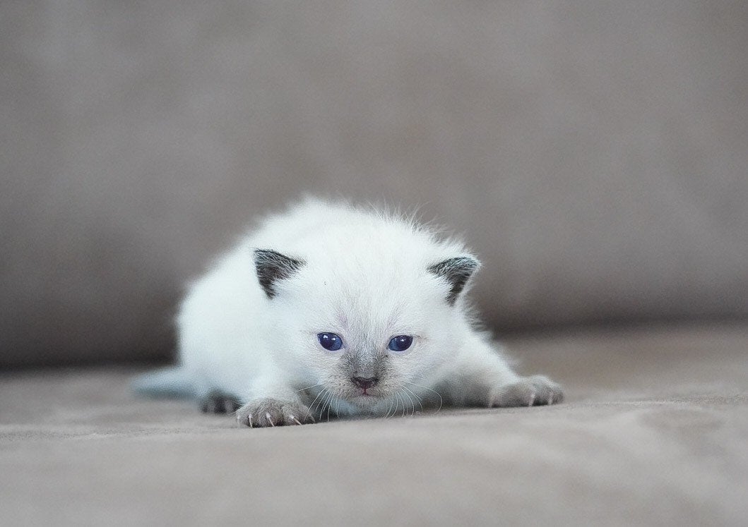 Kruising ragdoll kittens (korthaar), Meerdere dieren, Kortharig, 0 tot 2 jaar