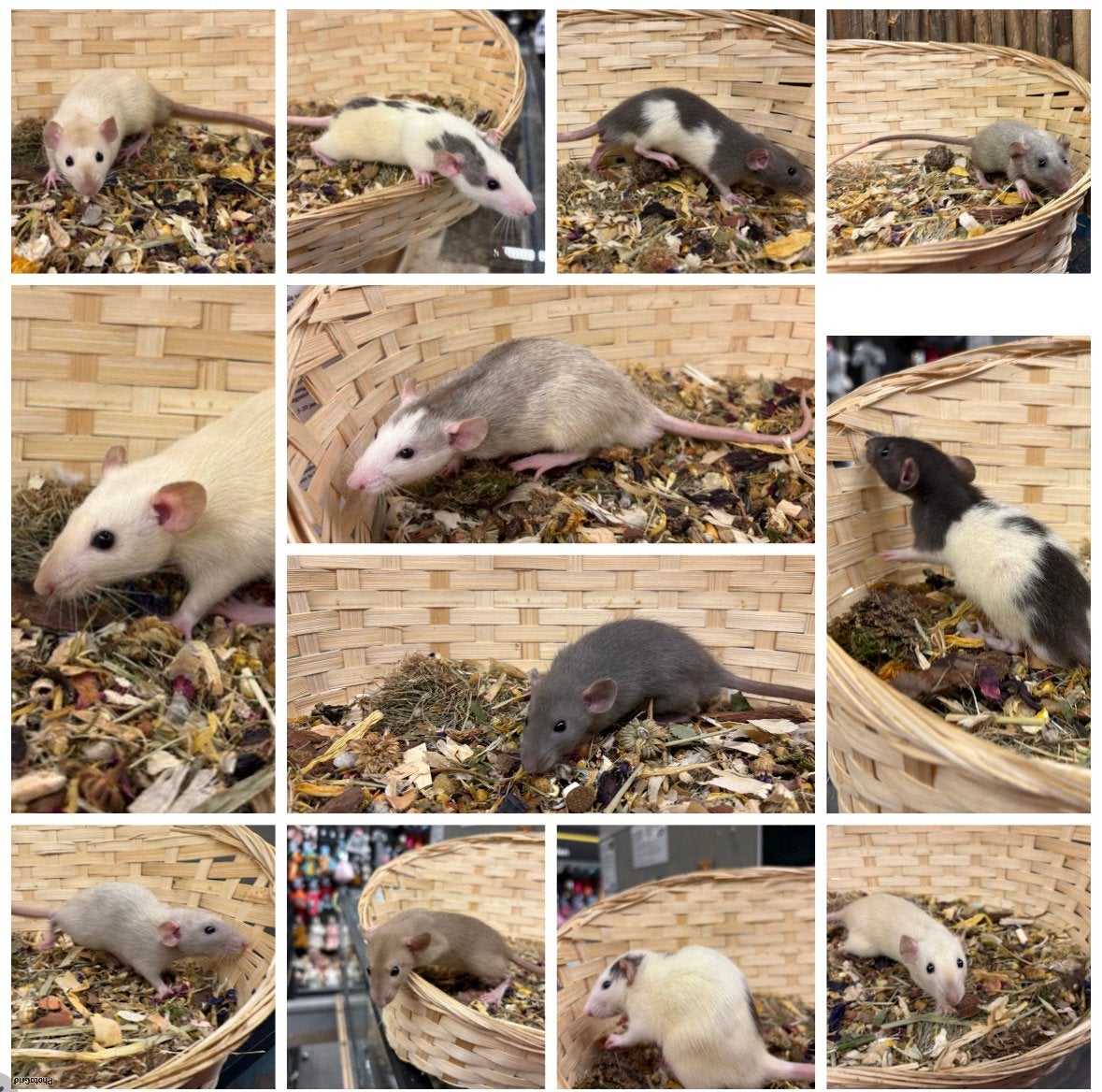 Jonge sociale, tamme ratten ( man , dumbo, van de fokker), Dieren en Toebehoren, Rat, Mannelijk, Juli, Tam