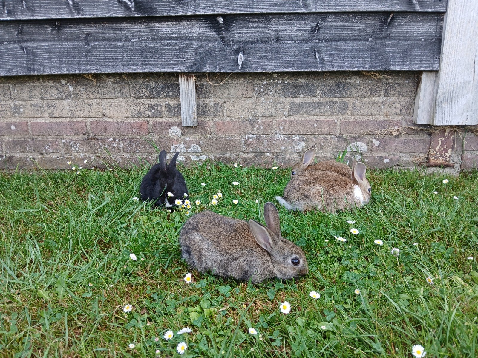 Lieve jonge handtamme konijntjes, Dieren en Toebehoren, Konijnen, Meerdere dieren, Middelgroot, 0 tot 2 jaar