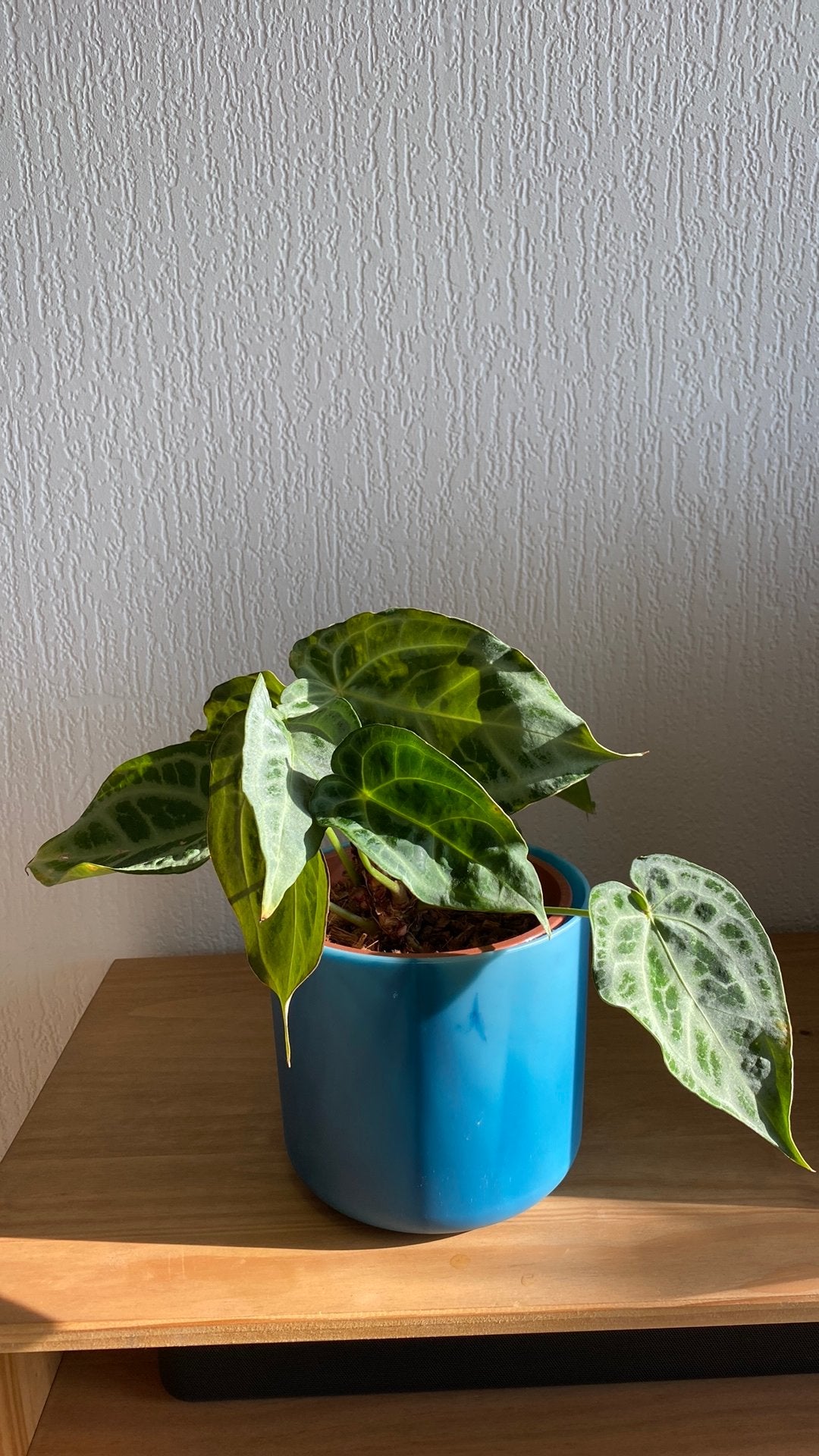 Anthurium Super Silver hybrid 2, Ophalen of Verzenden, Halfschaduw, Minder dan 100 cm