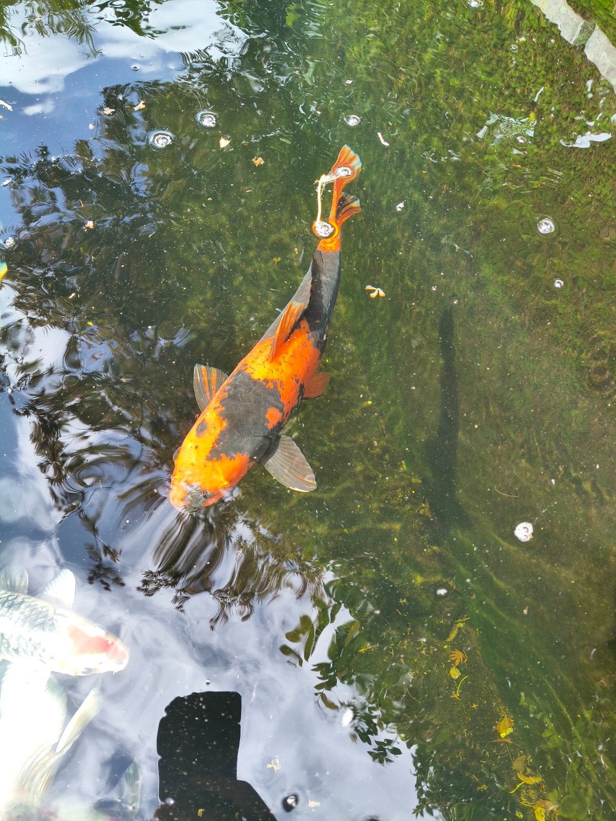 4 Japanse Koi te koop €20 per stuk, Karper of Koi