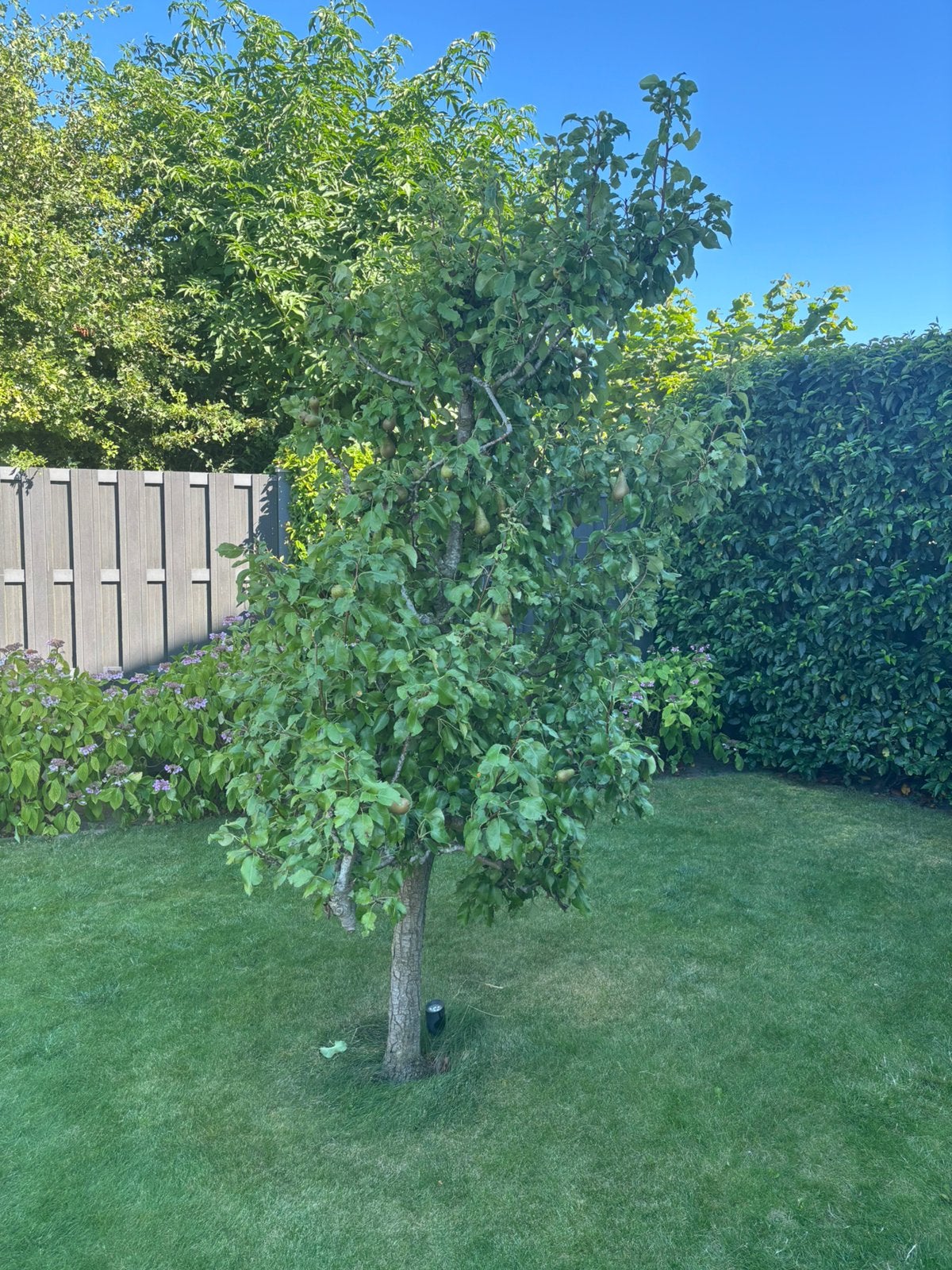 Oude Conference perenboom ongeveer 2 meter hoog, Tuin en Terras, Ophalen, Lente