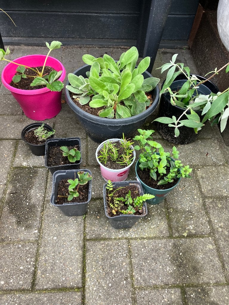 tuinplanten vlinderstruik aardbei munt tijm varen enzo alles, Vaste plant, Halfschaduw, Zomer, Ophalen