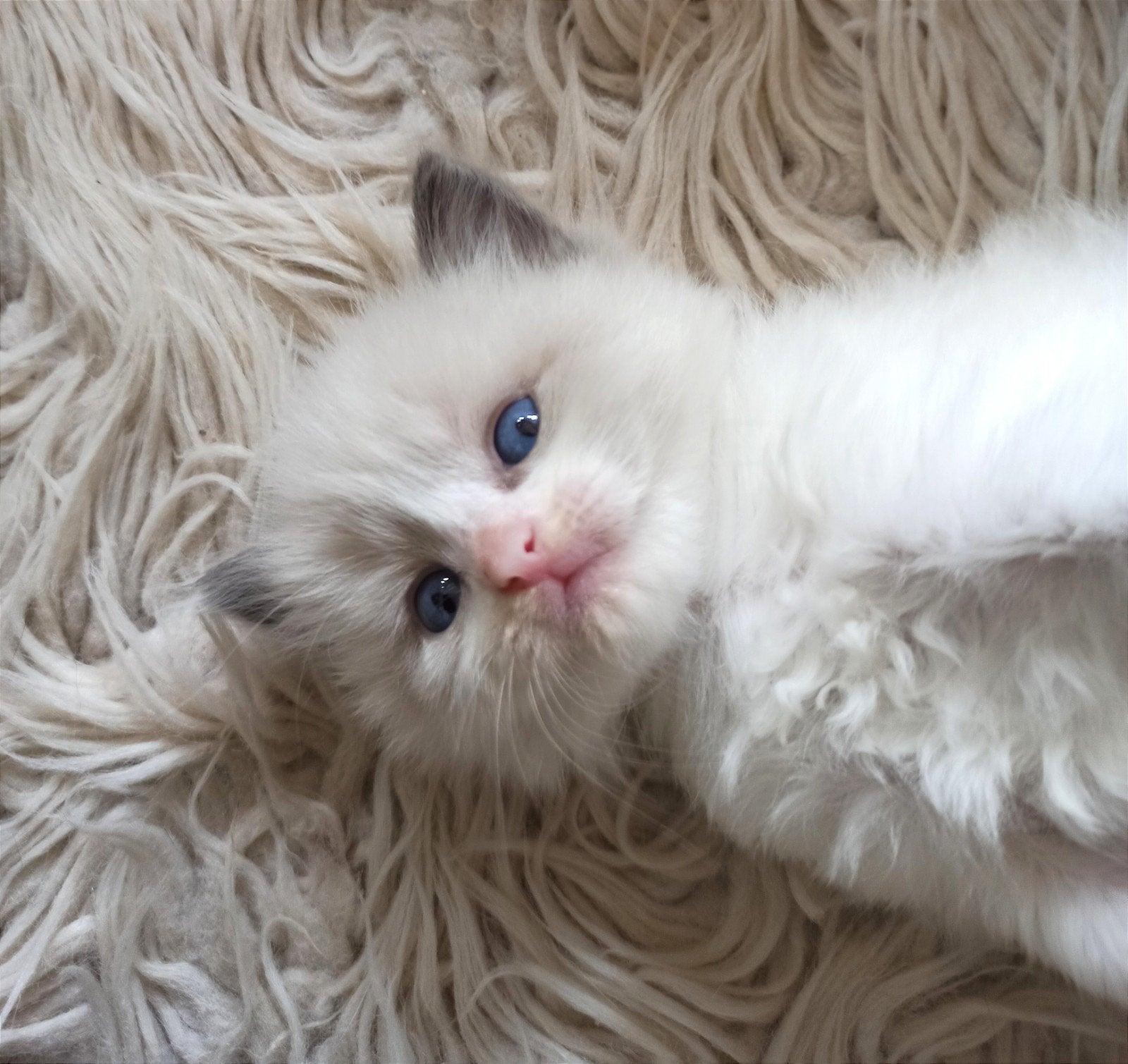 super mooie pluizige ragdoll kittens. blue point en bi-coler, Meerdere dieren, Gechipt, 0 tot 2 jaar