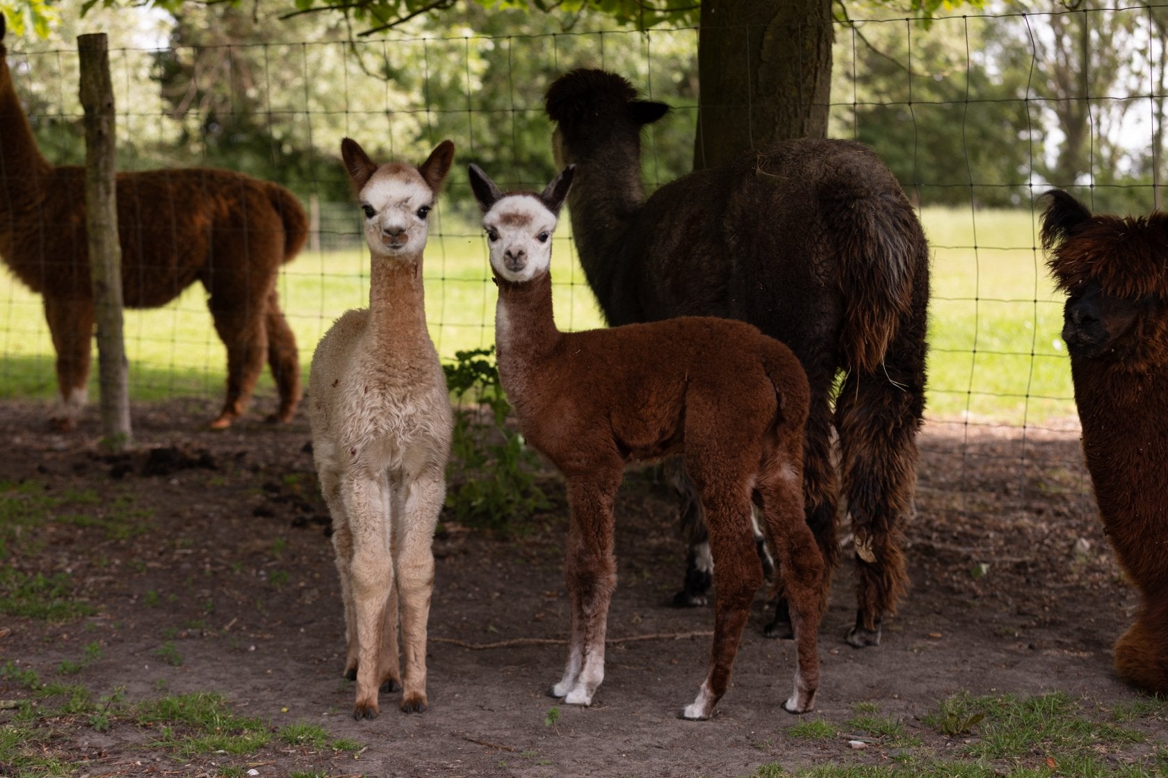 Div. Prachtige makke alpaca’s te koop., Mei, Meerdere dieren